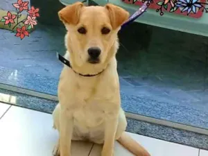 Cachorro raça SRD-ViraLata idade 7 a 11 meses nome Brigite