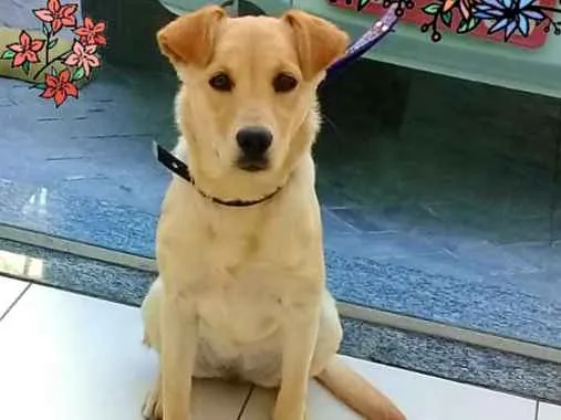 Cachorro ra a SRD-ViraLata idade 7 a 11 meses nome Brigite
