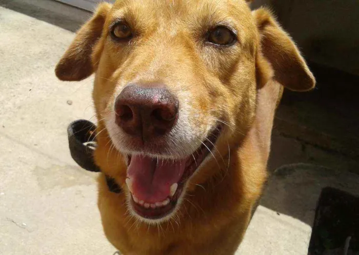 Cachorro ra a vira-lata idade 6 ou mais anos nome Tuquinho