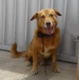 Tuquinho