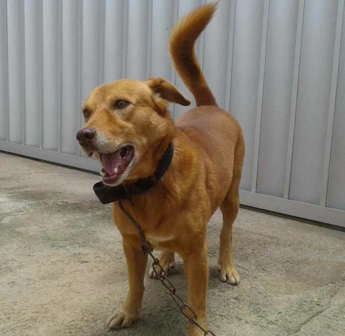 Cachorro ra a vira-lata idade 6 ou mais anos nome Tuquinho
