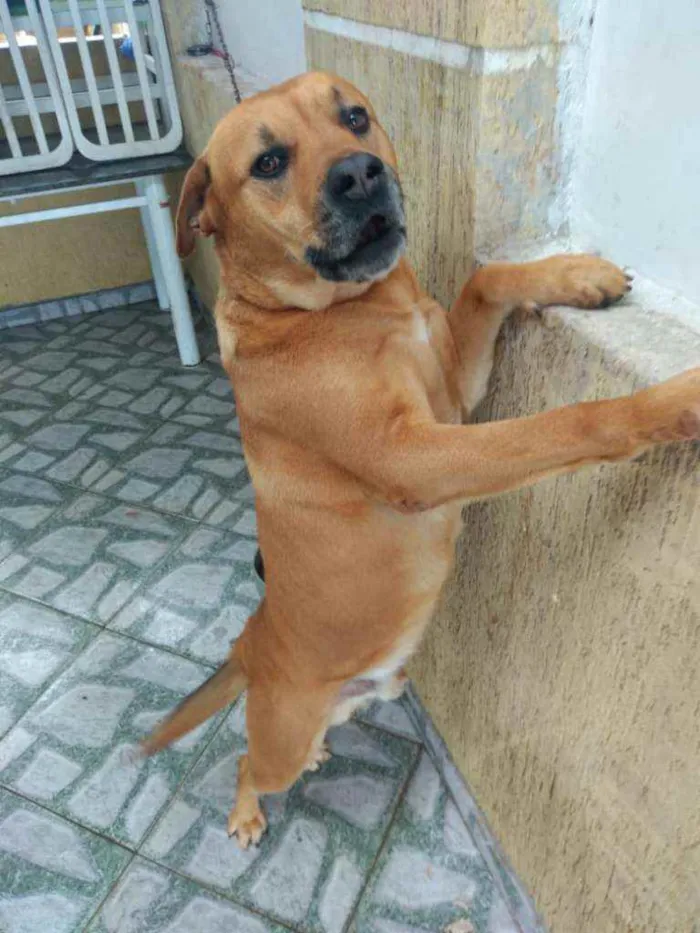 Cachorro ra a Desconhecido idade 4 anos nome King