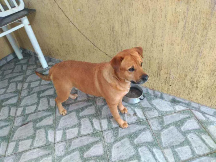 Cachorro ra a Desconhecido idade 4 anos nome King