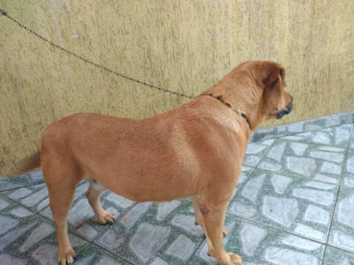 Cachorro ra a Desconhecido idade 4 anos nome King