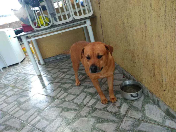 Cachorro ra a Desconhecido idade 4 anos nome King