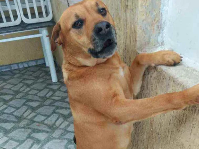 Cachorro ra a Desconhecido idade 4 anos nome King