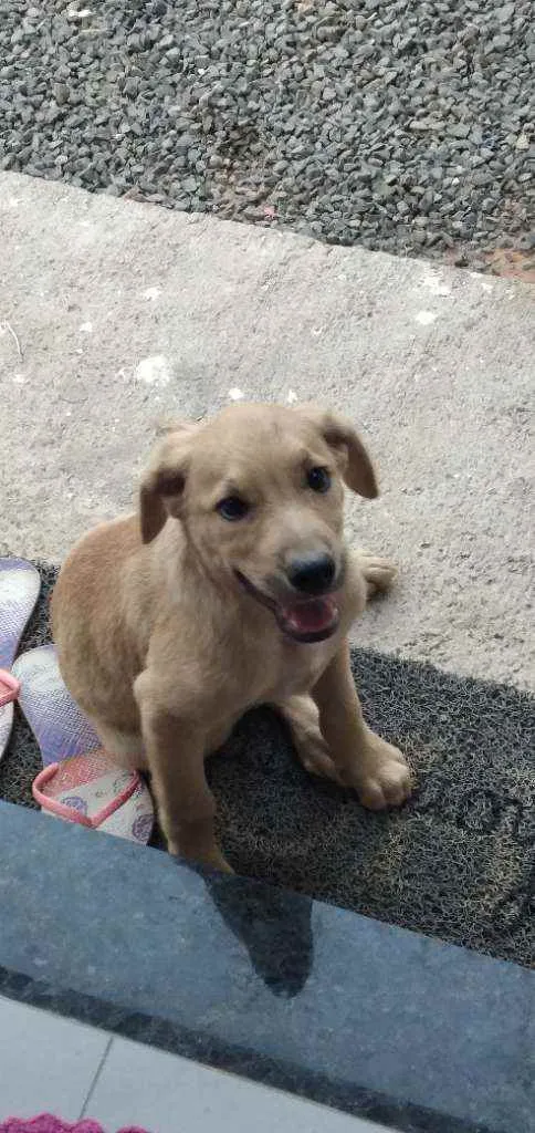 Cachorro ra a Labrador com SRD idade 2 a 6 meses nome Gambol