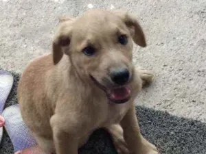 Cachorro raça Labrador com SRD idade 2 a 6 meses nome Gambol