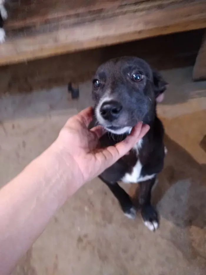 Cachorro ra a vira-lata idade 2 a 6 meses nome Bianca