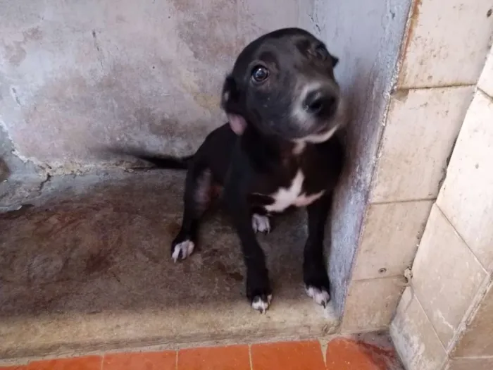 Cachorro ra a vira-lata idade 2 a 6 meses nome Bianca