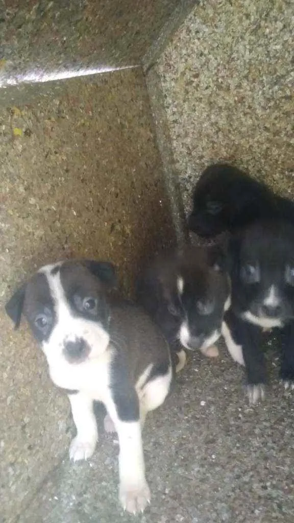 Cachorro ra a Pitbull misturado idade Abaixo de 2 meses nome Não tem nome ainda 