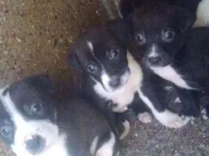 Cachorro raça Pitbull misturado idade Abaixo de 2 meses nome Não tem nome ainda 