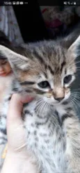 Simba