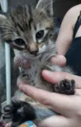Simba