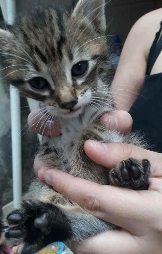 Gato ra a Vira-lata  idade Abaixo de 2 meses nome Simba