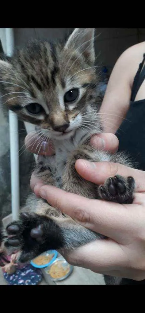 Gato ra a Vira-lata  idade Abaixo de 2 meses nome Suzy