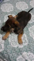 Lala