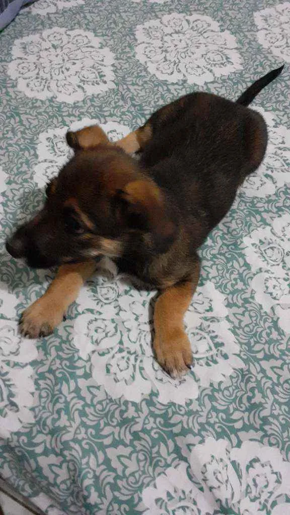 Cachorro raça Vira lata idade 2 a 6 meses nome Lala
