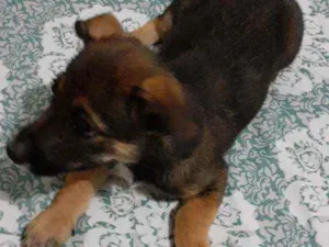 Cachorro raça Vira lata idade 2 a 6 meses nome Lala
