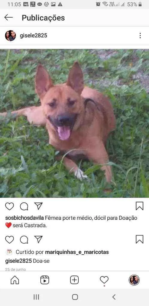 Cachorro ra a Vira lata idade 1 ano nome Drica