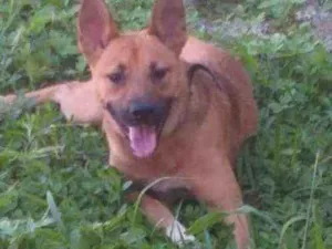 Cachorro raça Vira lata idade 1 ano nome Drica