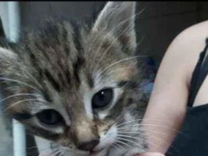 Gato raça Vira-lata  idade Abaixo de 2 meses nome Suzy