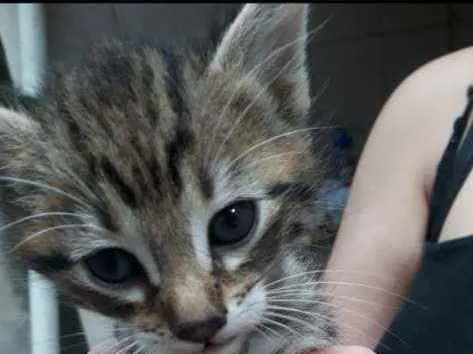Gato ra a Vira-lata  idade Abaixo de 2 meses nome Suzy