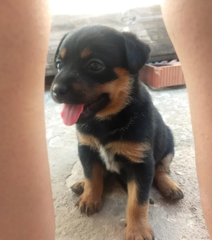 Cachorro raça Vira lata idade Abaixo de 2 meses nome Sem nome 