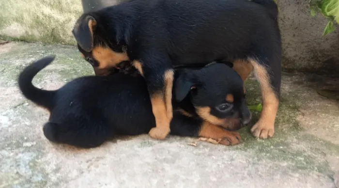 Cachorro raça Vira lata idade Abaixo de 2 meses nome Sem nome 