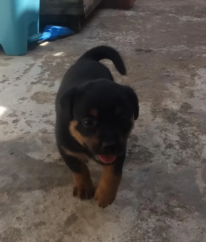 Cachorro raça Vira lata idade Abaixo de 2 meses nome Sem nome 