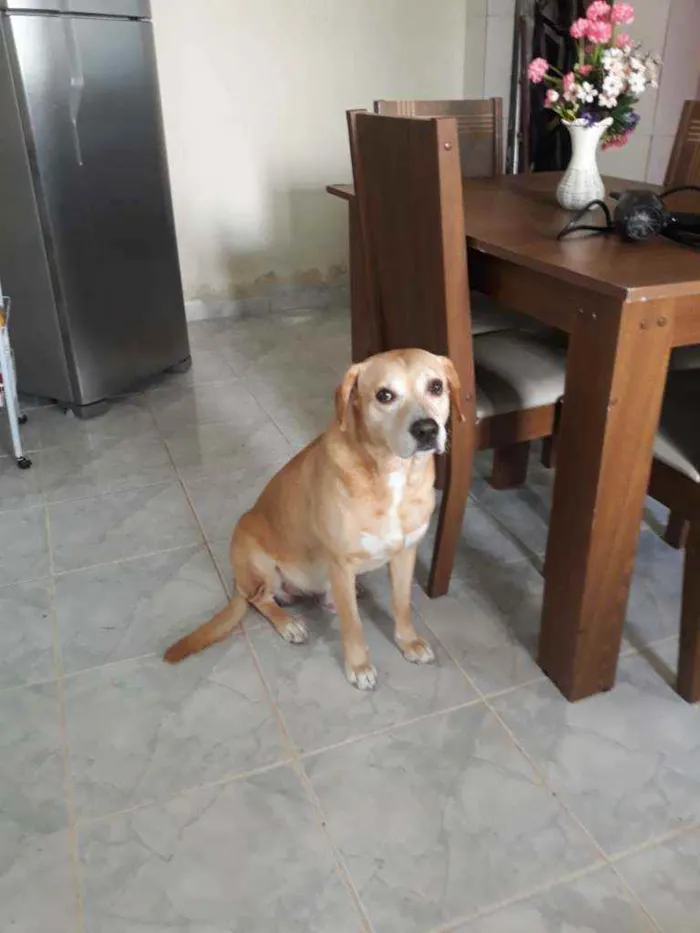 Cachorro raça Labrador mestiço idade 6 ou mais anos nome Marley