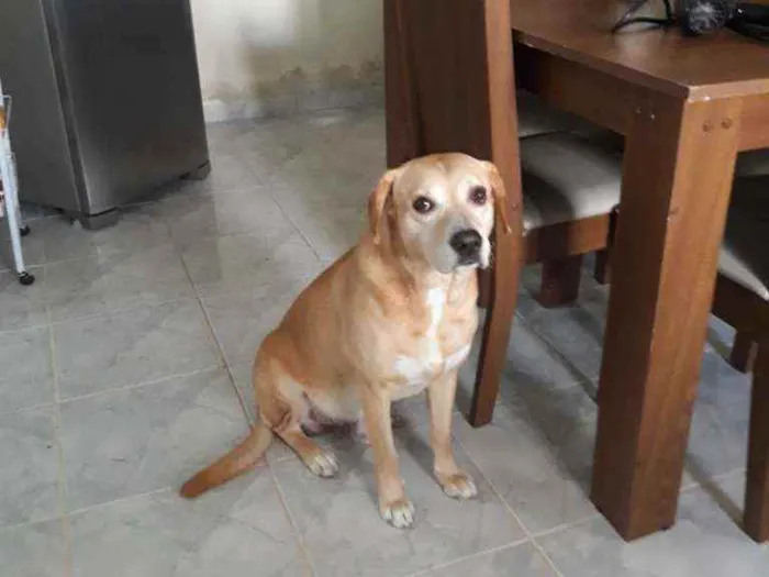 Cachorro raça Labrador mestiço idade 6 ou mais anos nome Marley