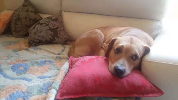Cachorro raça Labrador mestiço idade 6 ou mais anos nome Marley