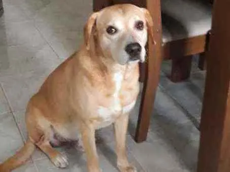 Cachorro raça Labrador mestiço idade 6 ou mais anos nome Marley