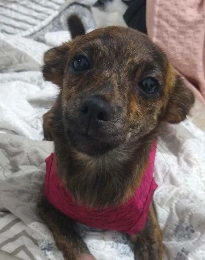 Cachorro raça Srd idade 2 a 6 meses nome FAROFA