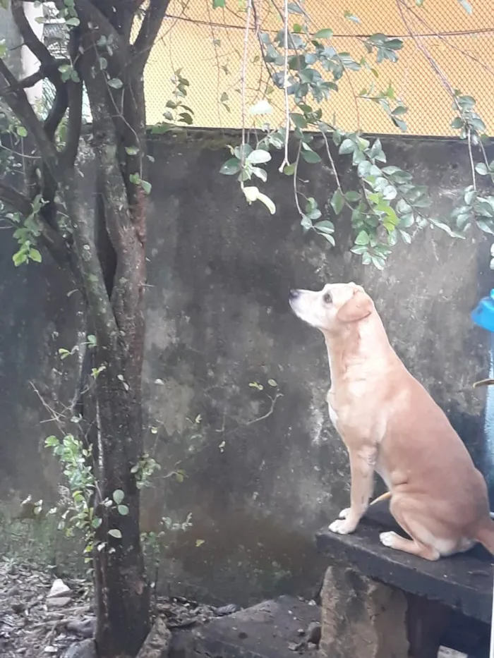 Cachorro raça Labrador mestiço idade 6 ou mais anos nome Marley