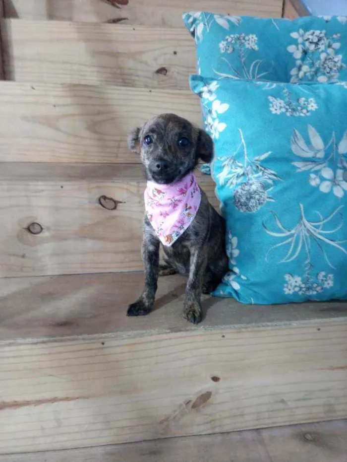 Cachorro raça Srd idade 2 a 6 meses nome FAROFA