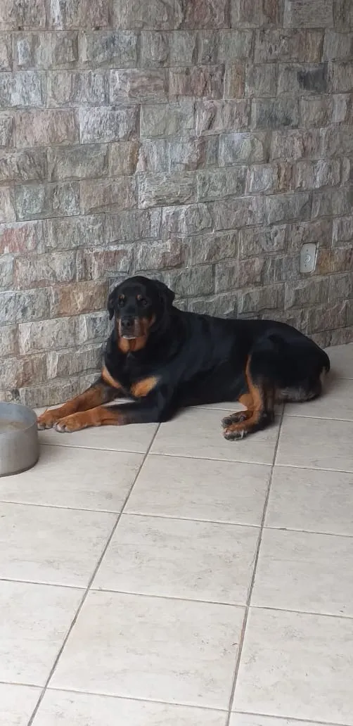 Cachorro raça Rottweiler idade 6 ou mais anos nome Lua e V8