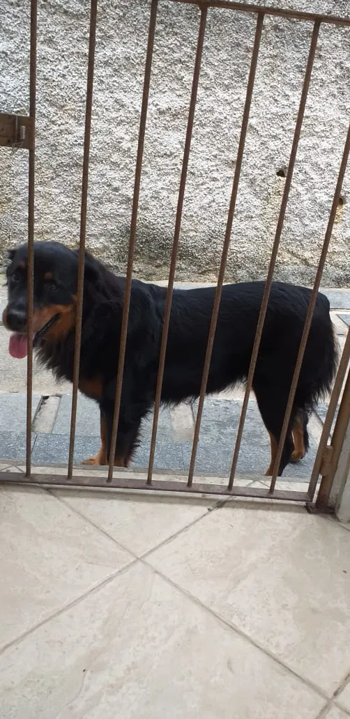 Cachorro raça Rottweiler idade 6 ou mais anos nome Lua e V8