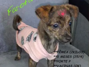 Cachorro raça Srd idade 2 a 6 meses nome FAROFA