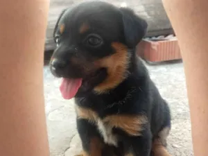 Cachorro raça Vira lata idade Abaixo de 2 meses nome Sem nome 