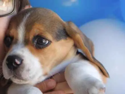 Cachorro ra a Beagle idade 3 anos nome Andy
