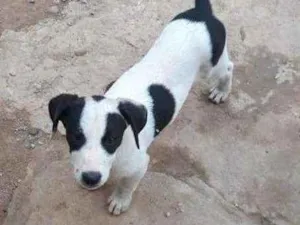 Cachorro raça SRD idade 2 a 6 meses nome Filhotea