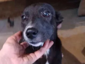Cachorro raça vira-lata idade 2 a 6 meses nome Bianca