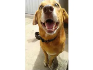 Cachorro raça vira-lata idade 6 ou mais anos nome Tuquinho