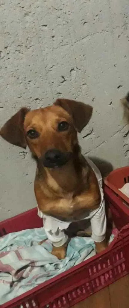 Cachorro ra a  idade 2 a 6 meses nome Não sei 