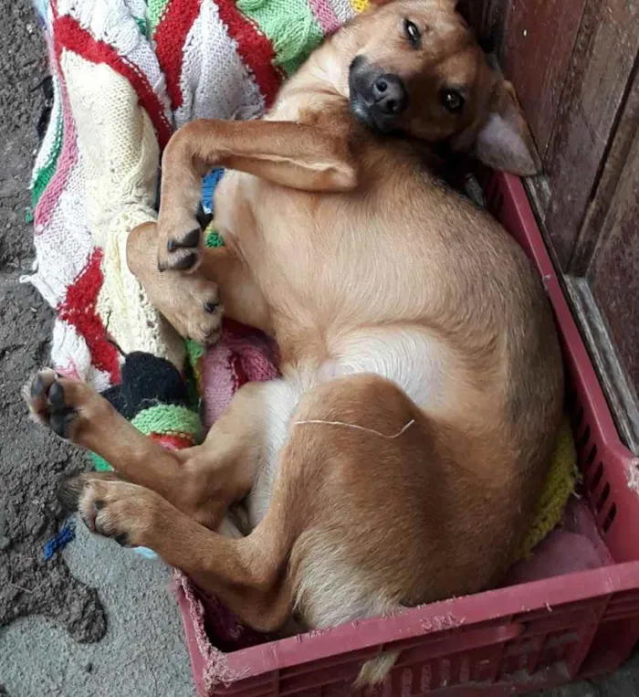 Cachorro ra a  idade 2 a 6 meses nome Não sei 