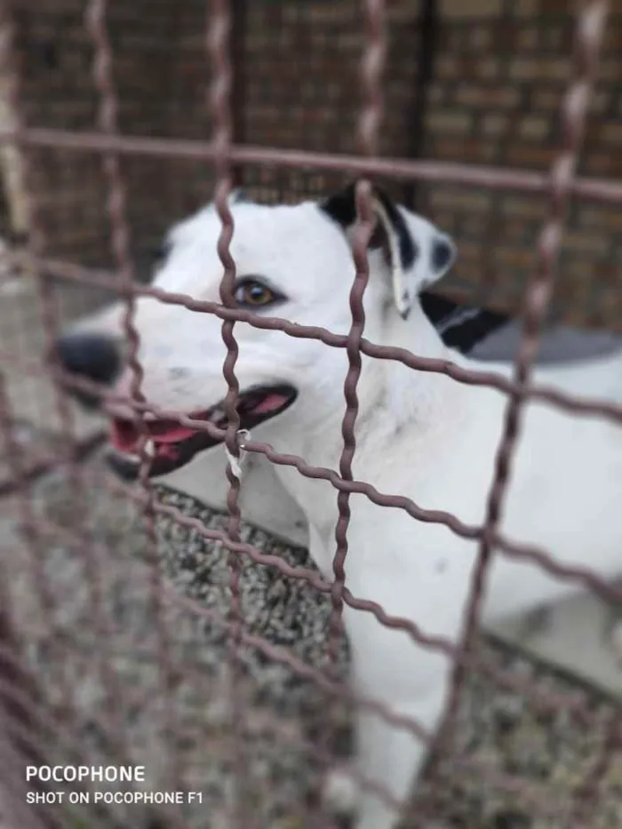 Cachorro ra a  idade 2 anos nome Branquinha 