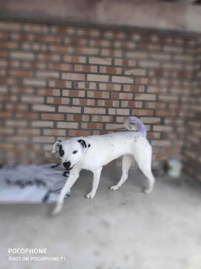 Cachorro ra a  idade 2 anos nome Branquinha 
