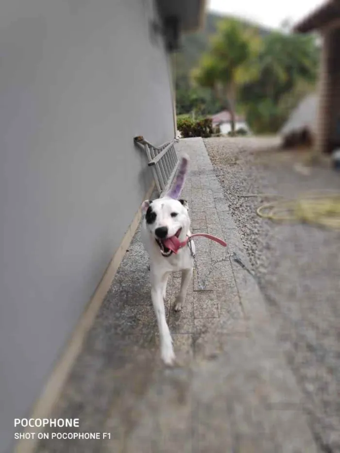 Cachorro ra a  idade 2 anos nome Branquinha 